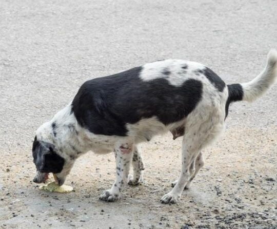 5 señales claras: Cómo saber si tu caniche tiene fiebre en casa