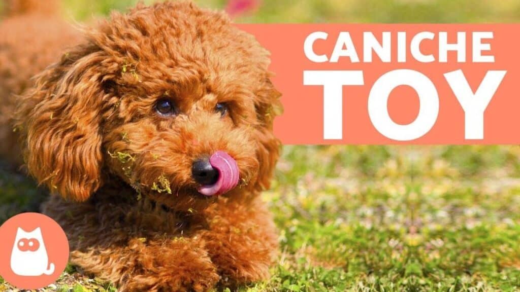 Caniche Toy: Descubre Hasta Qué Edad Crecen y Cómo Cuidarlos – Planeta ...