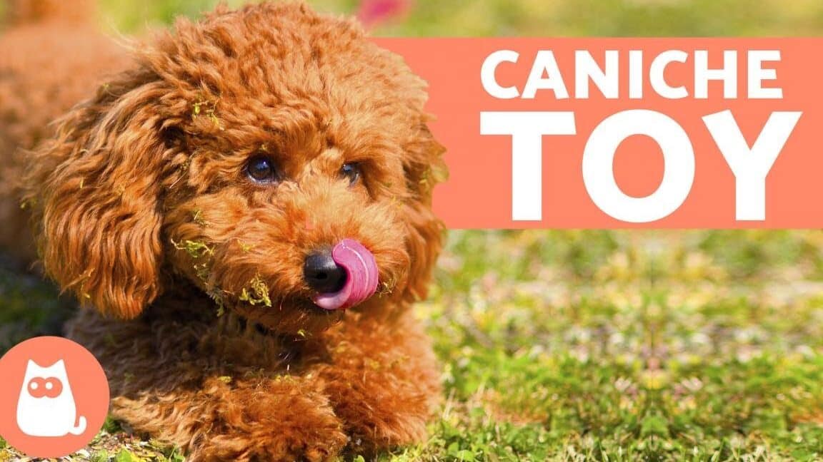 Caniche Toy: Descubre Hasta Qué Edad Crecen y Cómo Cuidarlos – Planeta