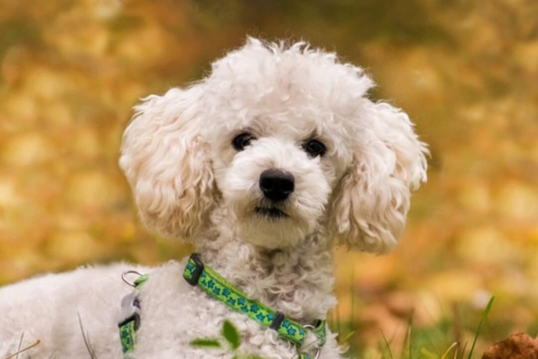 Consejos para aumentar la esperanza de vida de tu caniche – Planeta Caniche