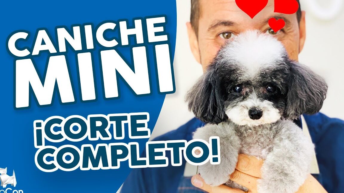 Cortar El Pelo A Un Caniche En Casa