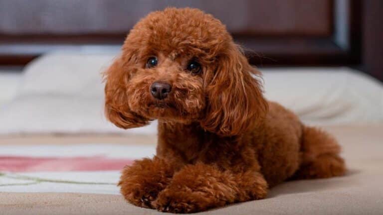 Descubre Cu nto Cuesta Un Caniche Toy Gu a De Precios 2021 Planeta Descubre Cu nto Cuesta Un Caniche Toy Gu a De Precios 2021 Planeta