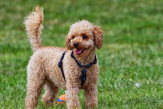 Cuando Deja De Crecer Un Caniche Toy planetacaniche.com