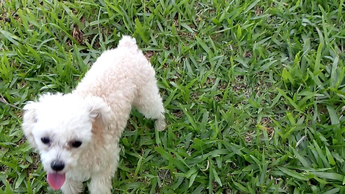 Hasta los 12 meses: Descubre hasta cuándo crece un caniche toy