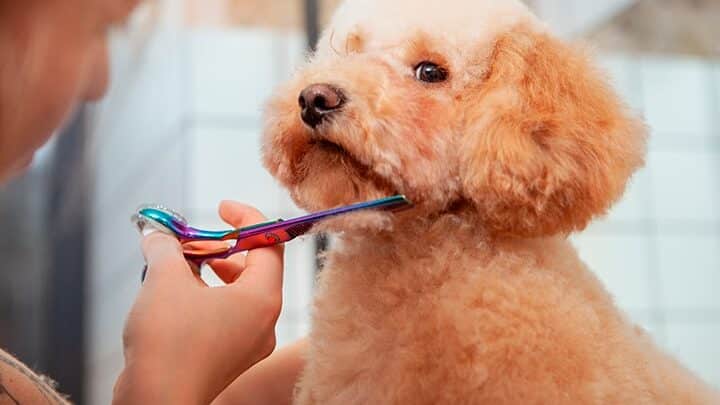 Hasta qué edad crece un caniche enano: Todo lo que necesitas saber