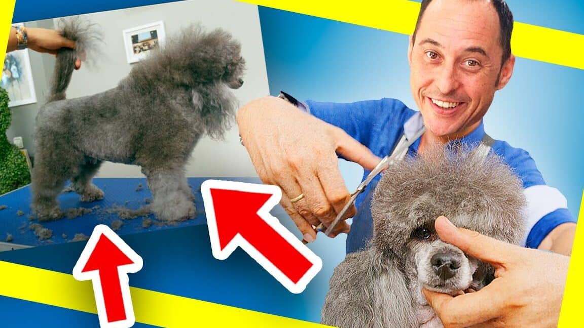 Técnicas infalibles para cortar el pelo a un caniche rebelde – Planeta
