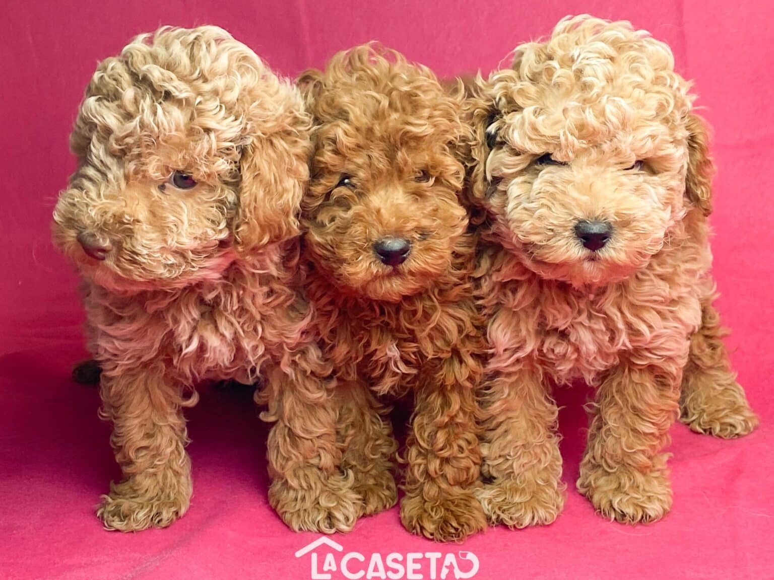 Todas Las Opciones Y Precios De Caniche Toy En Colombia Planeta Caniche Todas Las Opciones Y Precios De Caniche Toy En Colombia Planeta Caniche